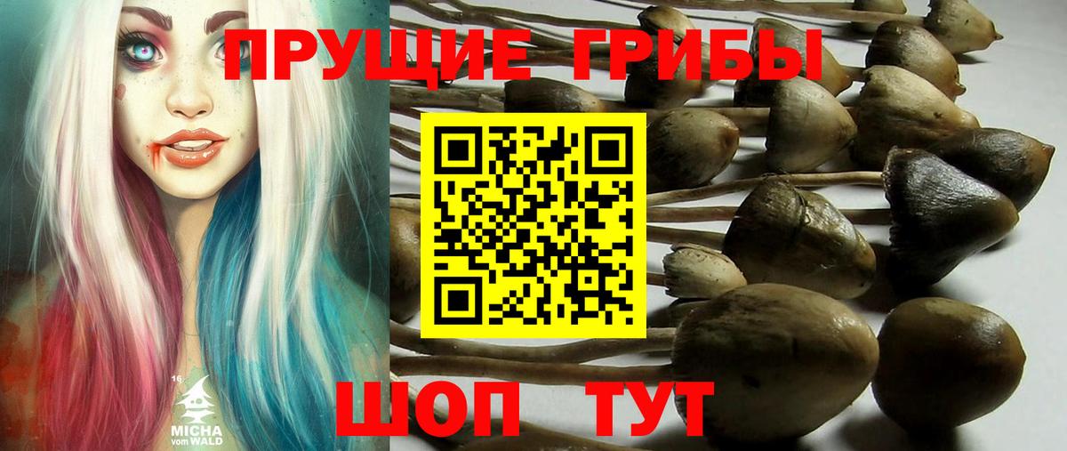 Галлюциногенные грибы Psilocybe Кировск